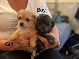 TOY POOLE X CHIHUAHUA (POOCHI) PUPPIES