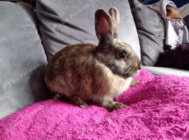 Reduced:16wk old bucks