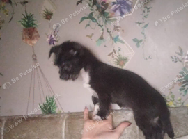 Chihuahua cross shitzu