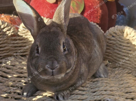 2 Mini Rex Kits to RESERVE