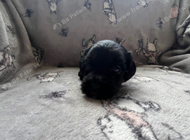 Cockapoo ( 1/4 frenchie )