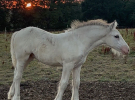 Blagdon mare and filly foal at foot