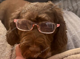 Standard poodle & Cockapoo