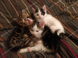 Kittens.