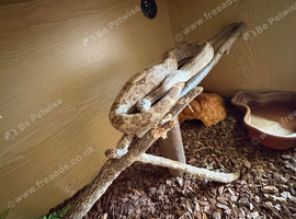 Female Hog island boa
