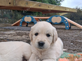 Golden Retrievers - Ready Sep 6th