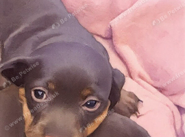 Miniature dachshund puppies