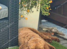 Toy poodles