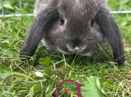 Baby lop bunnies