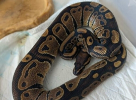 rescused snakes needing a new home
