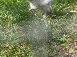 DNA sexed USA silkie pairs