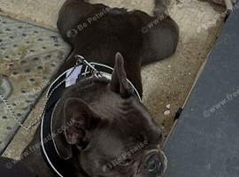 23 Month Old Male French Bulldog