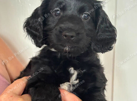 Sproodle puppies