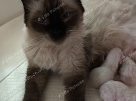Ragdoll kittens