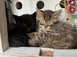 Beautiful part bengal kittens