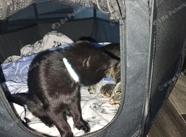 Male kitten