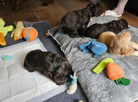 Cocker Spaniel