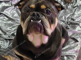 English bulldog x french bulldog