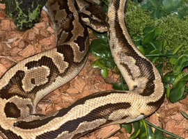 1 year old royal python