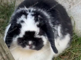 Black & White Mini Lop Rabbit &ndash; Broken Pattern &ndash; Lop Eared Bunny &ndash; Beautiful Pet
