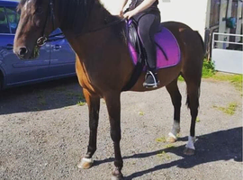 15h Gelding
