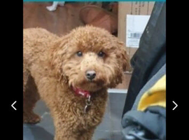 Toy poodle for stud