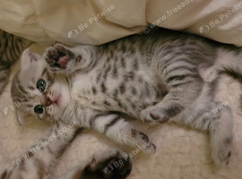 SCOTTISH STRAIGHT/FOLD KITTENS