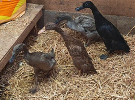 2 female runner ducks 3mths old