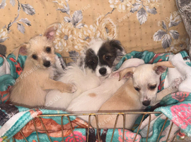 4 Beautiful Mixed Breed Puppies For Sale