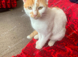 male kitten for sale