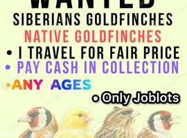 Goldfinches wanted