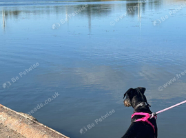 Lurcher bull 6 month old