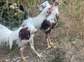 Game fowl cockreles / aseel