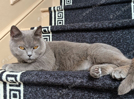 beautiful British shorthair spayed female