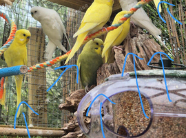 Budgies For Sale
