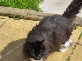 Mother and daughter cats need new home together