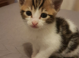 4‑week‑old kitten &ndash; ready to reserve