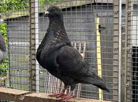 Spanish Gorguero