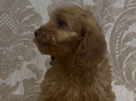 Adorable F1 Cockapoo Puppies
