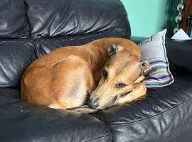 Looking for a male or female for company and a companion for iggy our cross whippet salughi