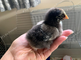 Wyandotte chicks