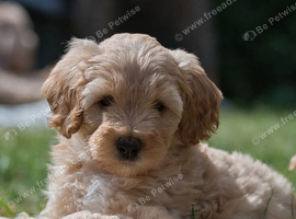Beautiful F1 Cockapoo x Australian Labradoodle Puppies