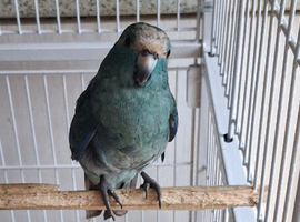 Blue Kakariki