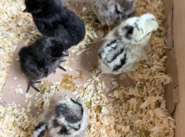 Day old chicks, Fertile Hatching Eggs & POL hens available