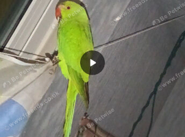 Ringneck parrot 5 months old friendly but not tame yet