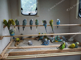 Some different age budgies and breeding boxes here