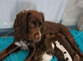 Cocker spaniel puppies