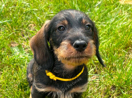 Wirehaired dachshund