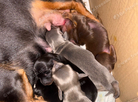 Gorgeous Pedigree Miniature Dachshund Puppies