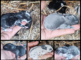 Lionhead breed babies